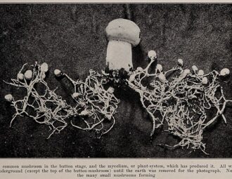 640px A common mushroom in the button stage photo from The Encyclopedia of Food by Artemas Ward